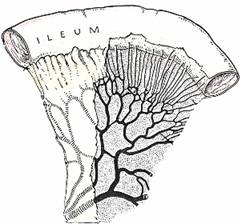 Small intestine