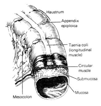 Large intestine