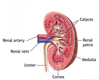 Kidney