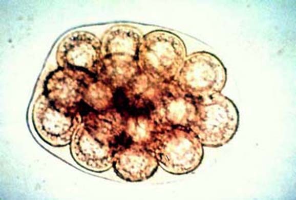 D. caninum egg capsule