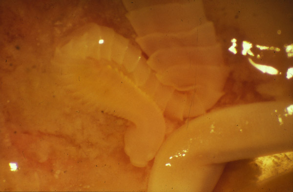 Adult T. solium in small intestine