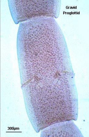 D. caninum gravid segment