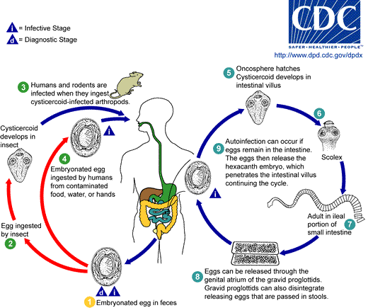 H. nana life cycle