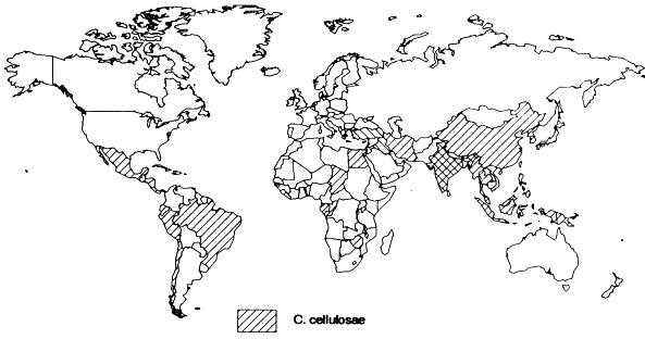 Geographical distribution of T. solium